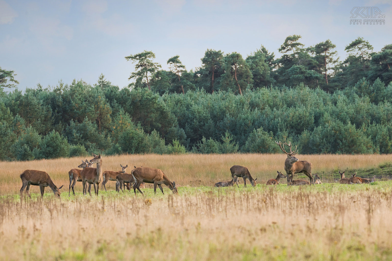 Hertenbronst in Hoge Veluwe - Hindes met hert Tijdens de bronsttijd gaan de mannetjes op zoek naar vrouwtjes. De vrouwtjes leven ook in kuddes en worden hindes genoemd. Mannelijke edelherten hebben op dat moment een imposant gewei en ze krijgen manen in hun nek. Ze gaan dan burlen en houden gevechten met andere mannetjes om de hindes te imponeren. <br />
 Stefan Cruysberghs